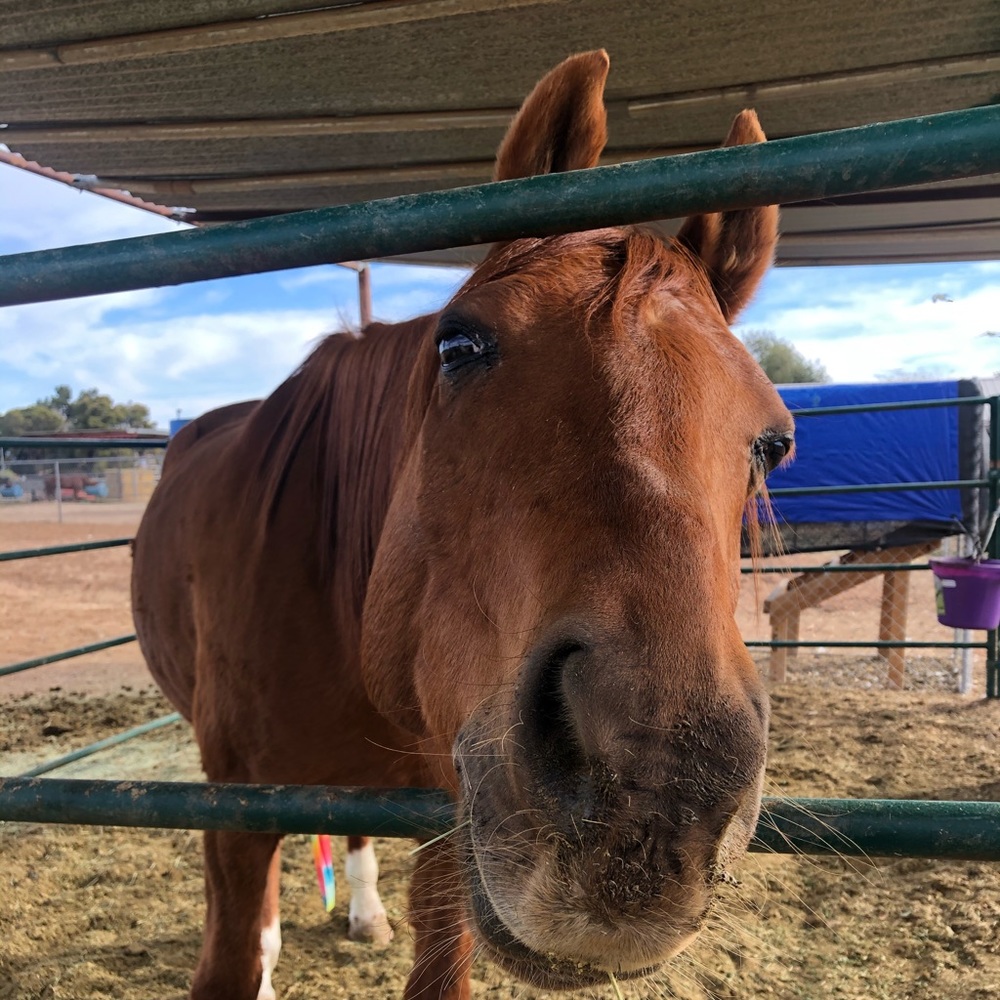 Meet your Posher, Melissa